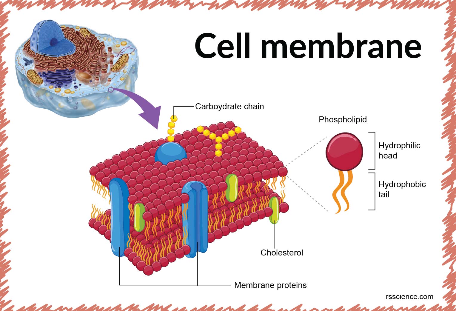 Biology Study Printable Cell Membrane Structure Diagram Cell Membrane Structure Act Study