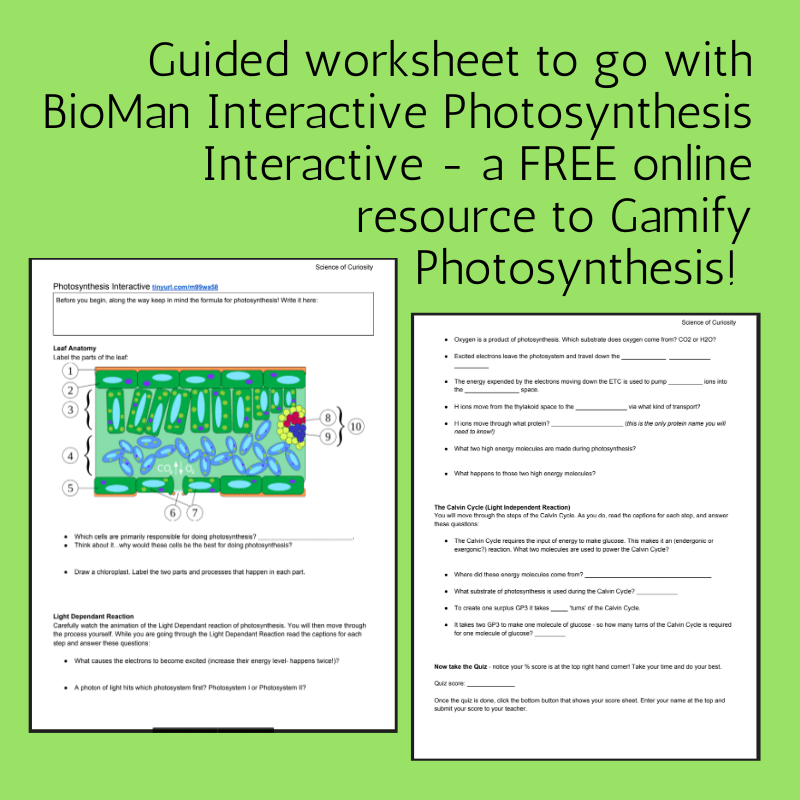 5 Proven Answers for Bioman Photosynthesis Worksheet