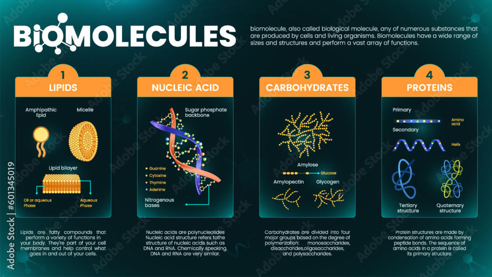 Biomolecules Or Biological Molecules Infographics With Types Of