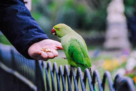 Birds Birds Care Birds Care Tips Birds Food Artofit