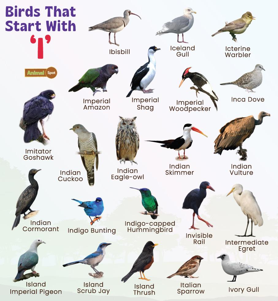 Birds That Start With I Rookbrand