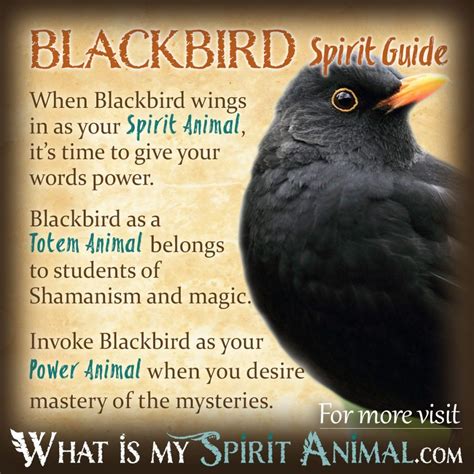 Black Bird Spiritual Meaning Symbolism And Totem 2022