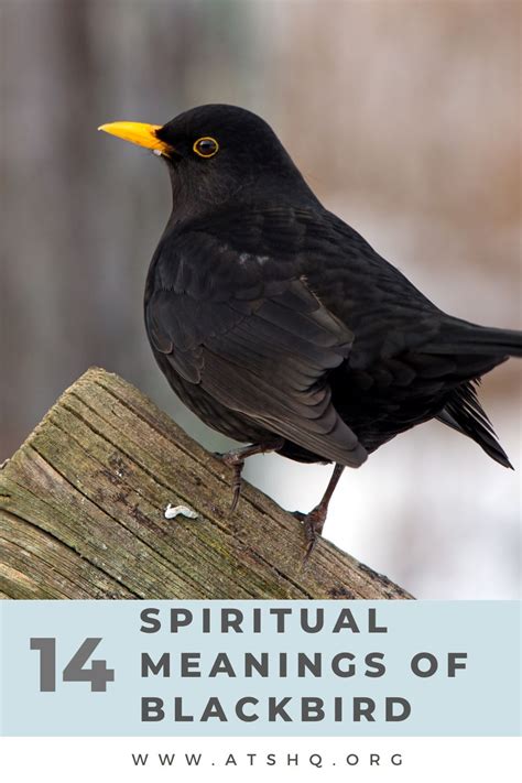 Blackbird Symbolism 14 Spiritual Meanings Of Blackbird