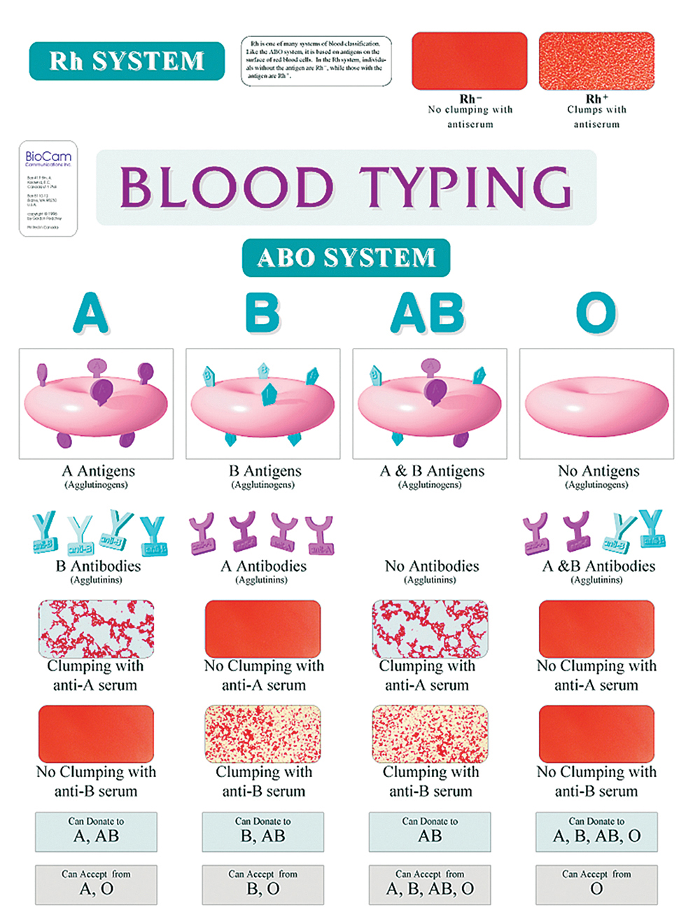 Blood Typing Chart Carolina Com