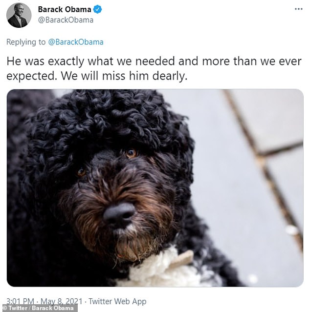 Bo The Obamas Family Dog Dies At 12 The New York Times