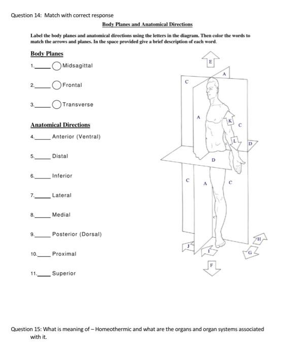 Body Planes and Anatomical Directions Worksheet Key Unveiled