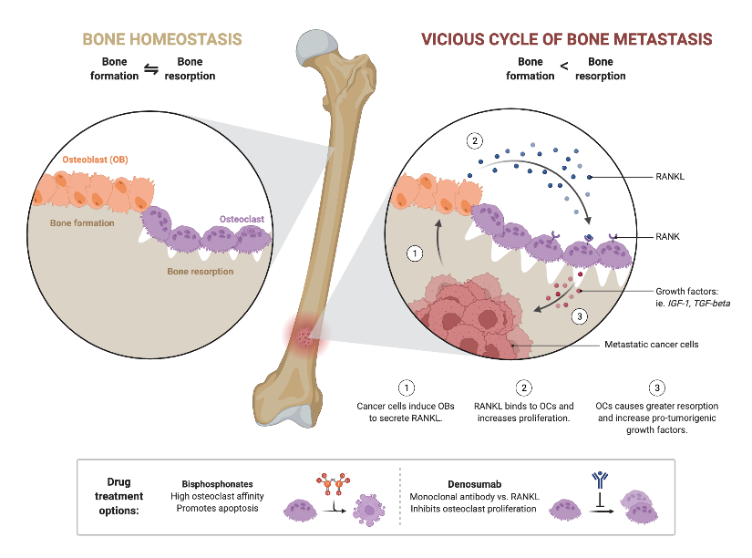 Bone Homeostasis Worksheet 4 Bone Homeostasis Scenario Your Cousin