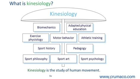 Branches Of Kinesiology