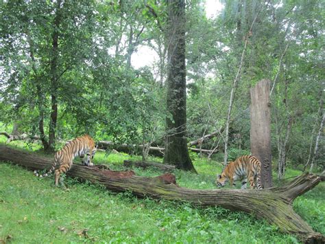 Bronx Zoo Amur Tiger Exhibit Zoochat