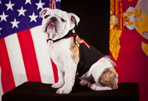 5 Facts Bulldog Marines Mascot