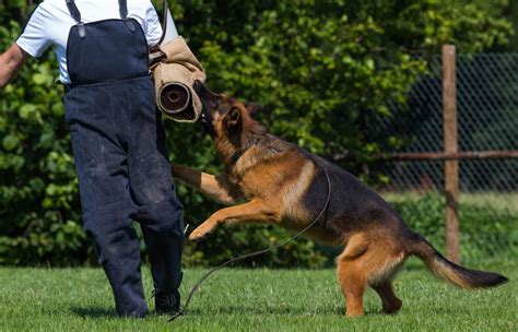 5 Tips Canine Handler