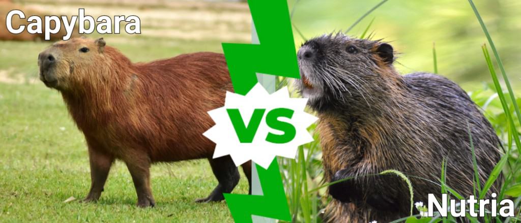 Capybara Vs Nutria 5 Key Differences Imp World