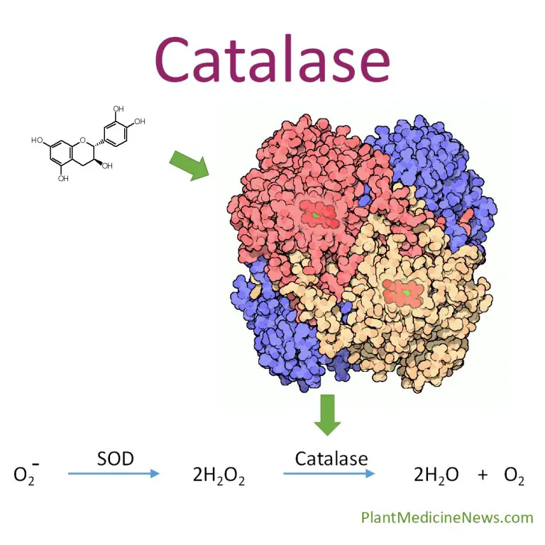 Catalase Activity In Yeast Using Sodium Alginate