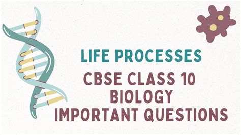 Cbse Class 10 Biology Chapter 6 Life Processes Important Questions And Answers 2023