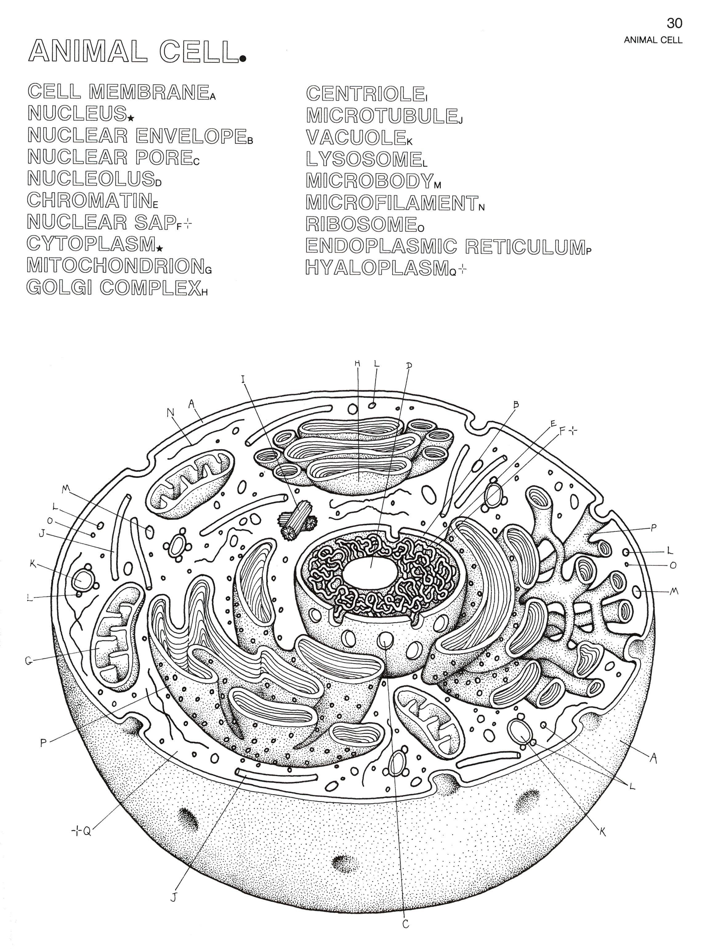 Cell And Organelle Coloring Page And Diagram Unit Bundle Tpt