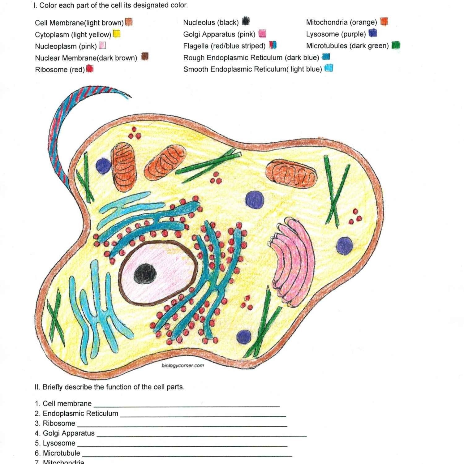 Cell Coloring Worksheet Esl Science Cells Teaching Biology Middle