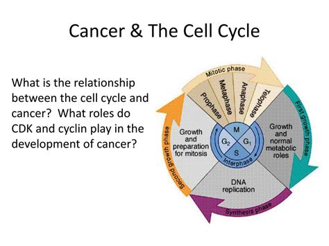 Cell Cycle And Cancer Ppt