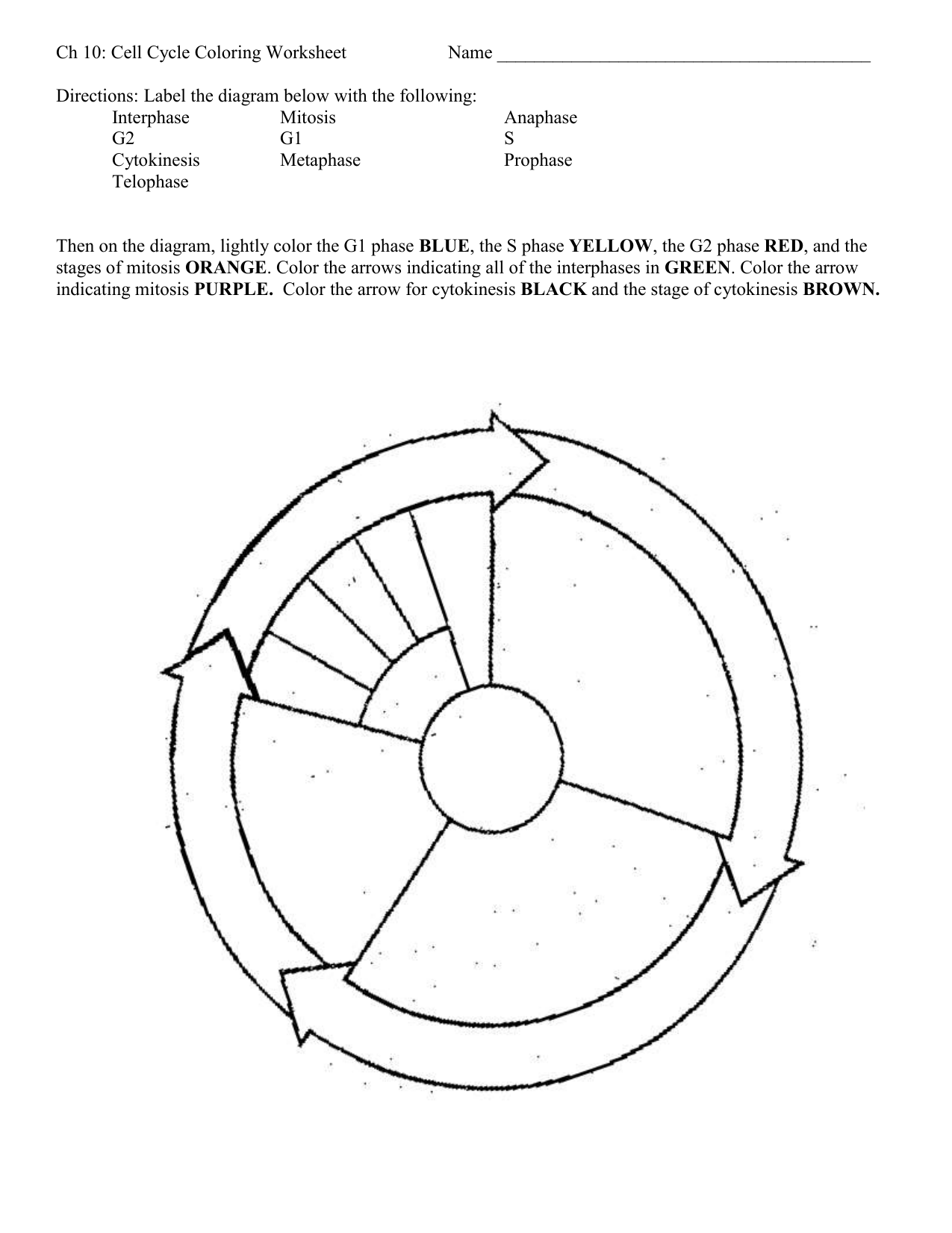 Cell Cycle Coloring Worksheet Free