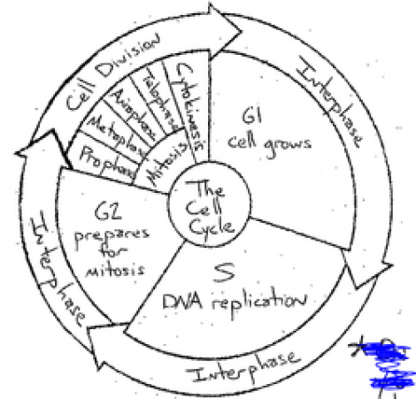 Cell Cycle Coloring Worksheets Answers