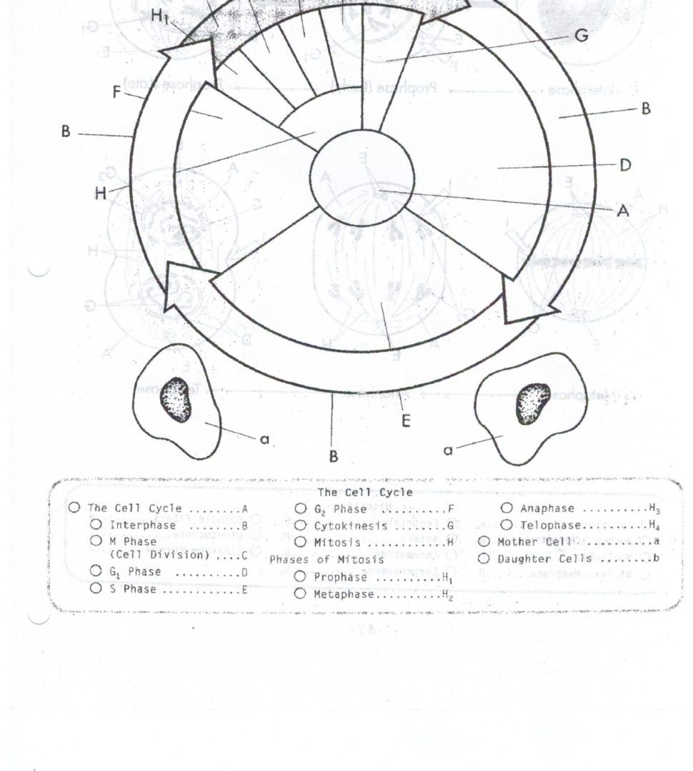 Cell Cycle Drawing Worksheet At Getdrawings Free Download