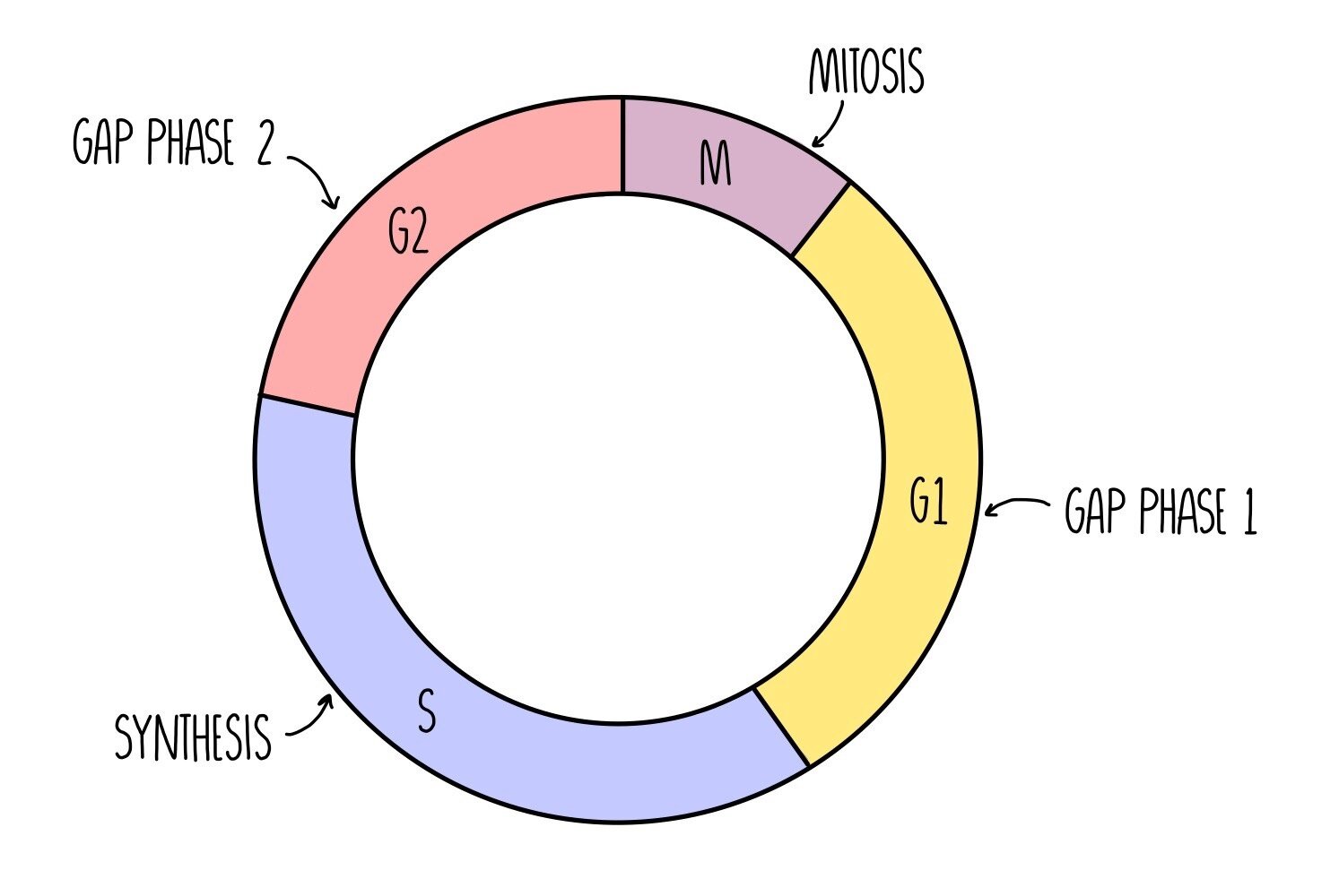 Cell Cycle Mitosis Meiosis Review Bundle Distance Learning Cell