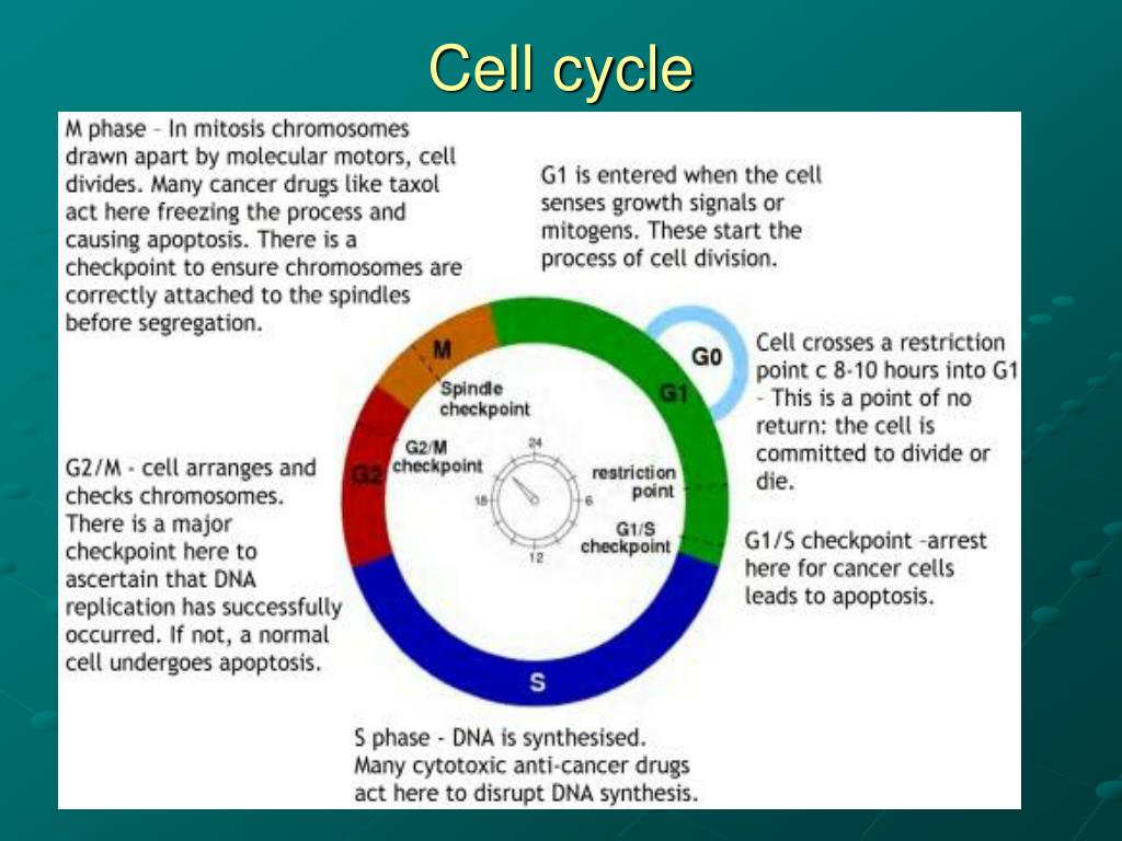 Cell Cycle Regulation Ppt