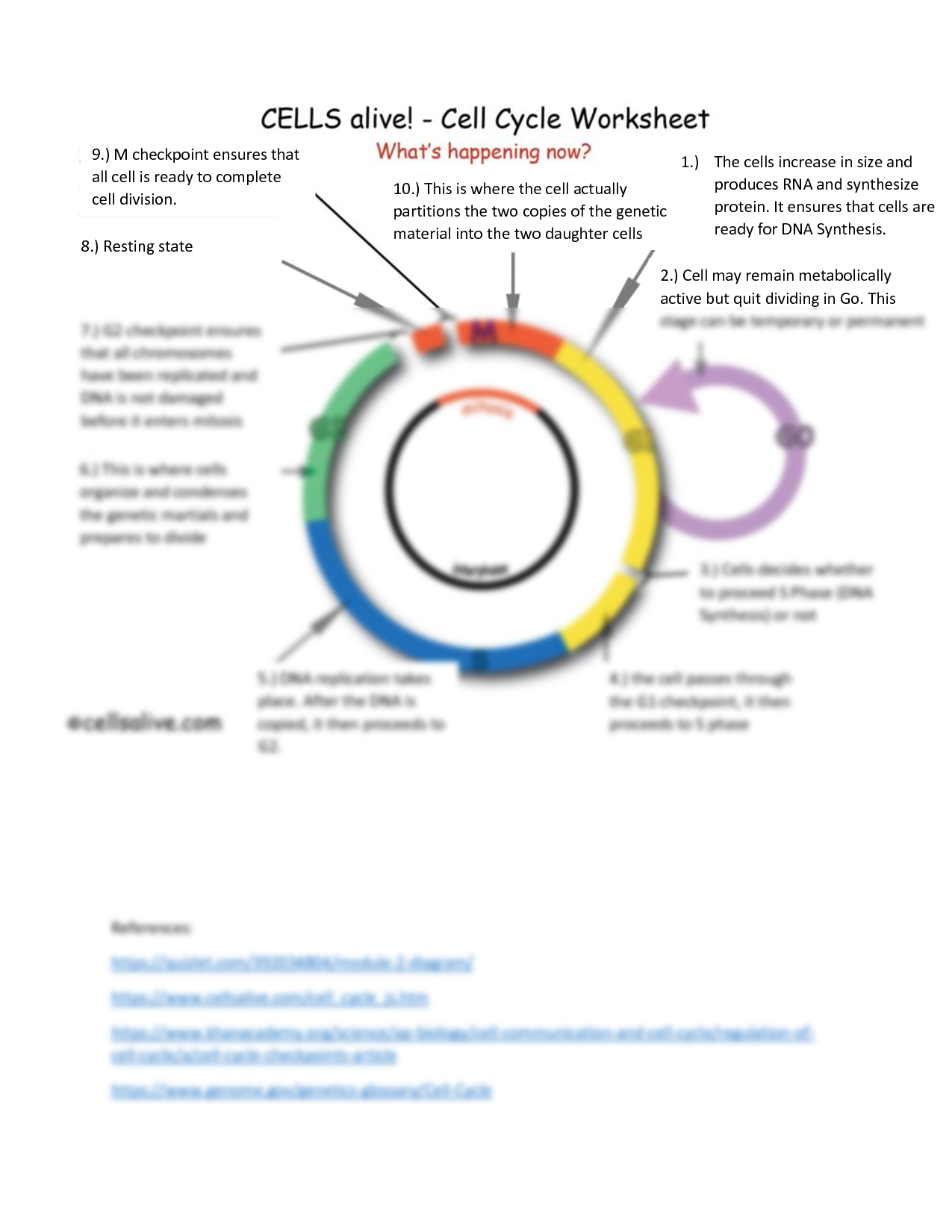 Cell Cycle Student Worksheet Answer Key It Is Also Essential To