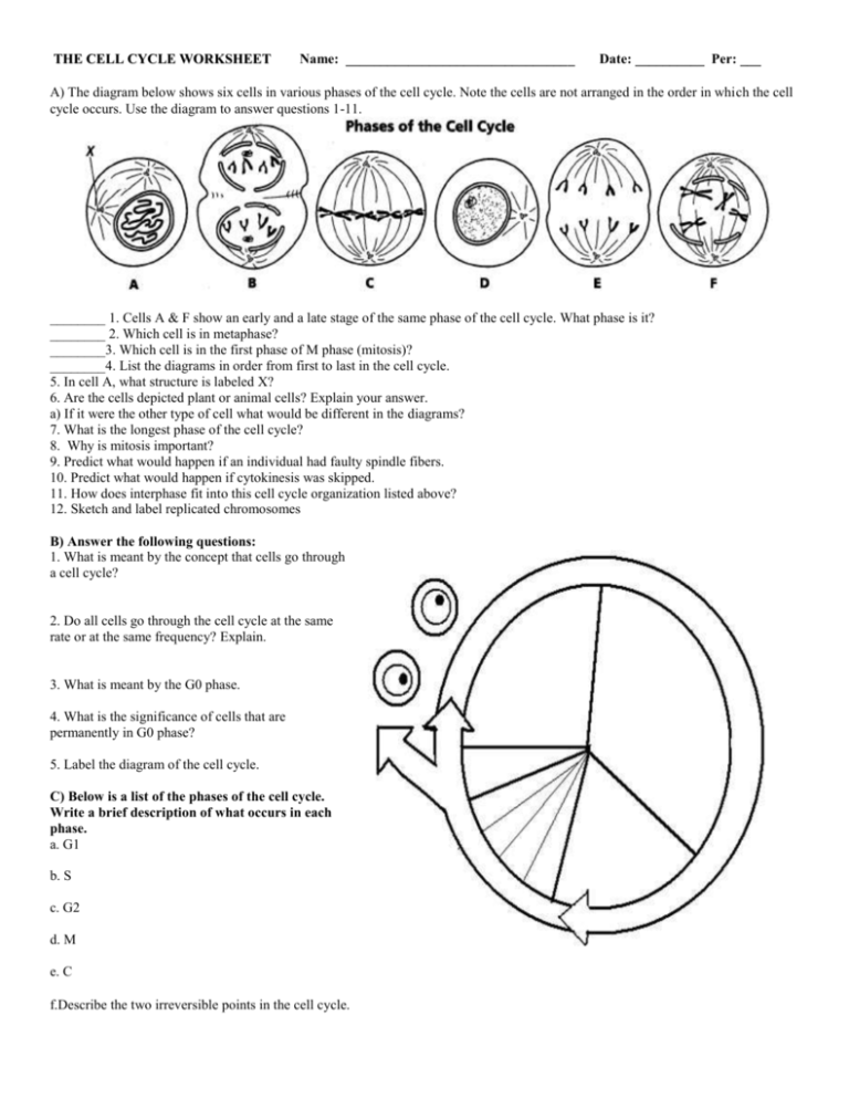 Cell Cycle Worksheets Worksheets For Kindergarten