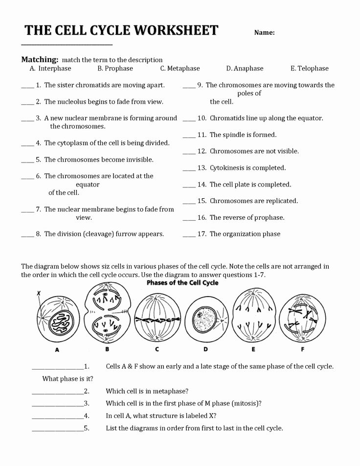 5 Essential Tips for Cell Division Success