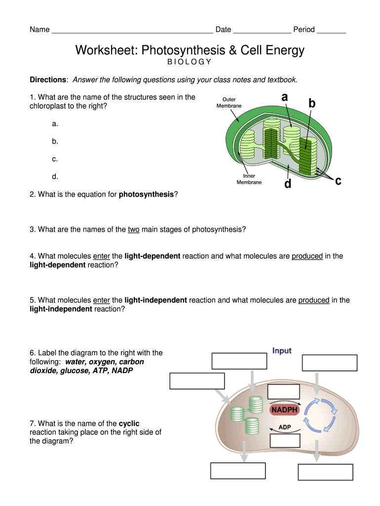 Cell Energy Worksheet For Review Or Assessment Of Photosynthesis And