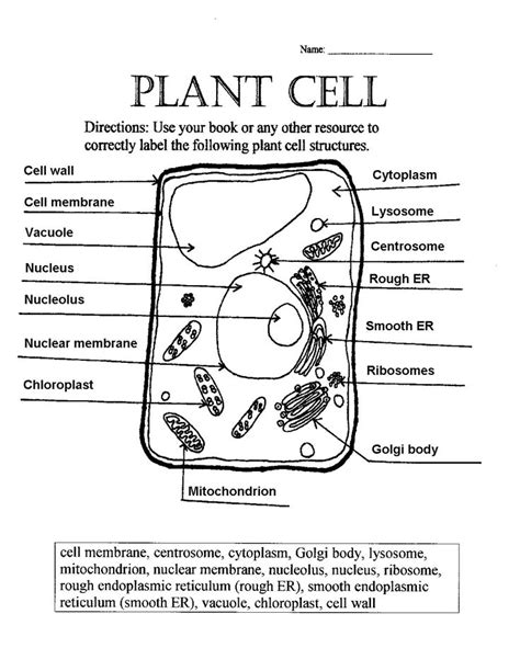 Cell Labeling Plant Answer Key