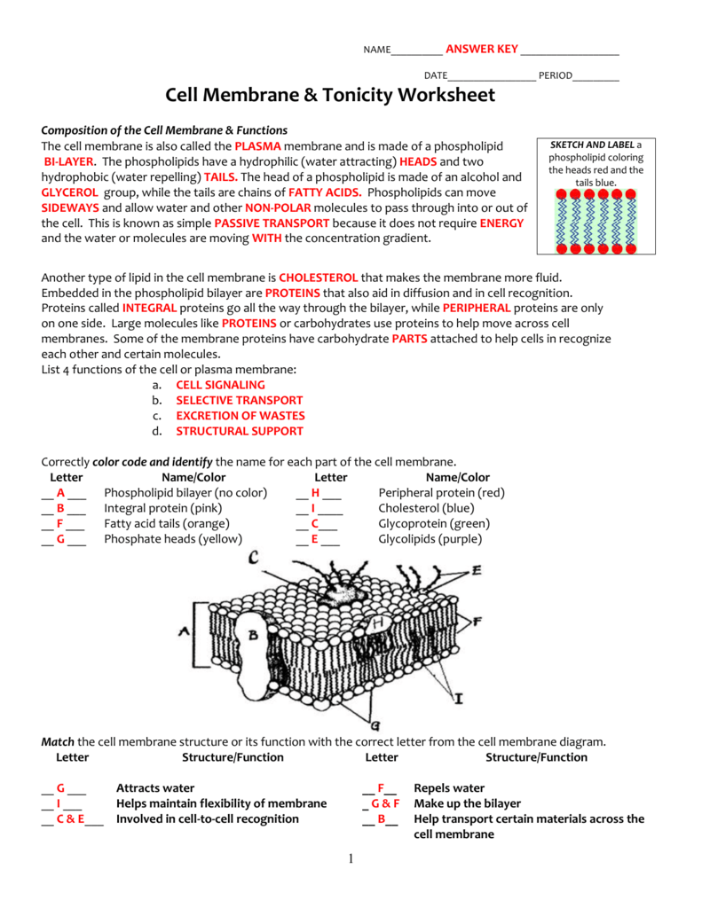 Cell Membrane Coloring Worksheet Answers Englishworksheet My Id