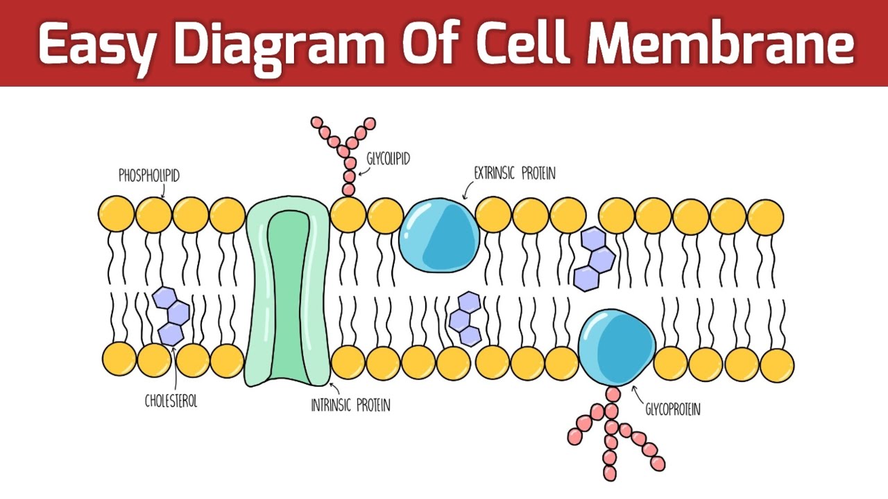 Cell Membrane Diagram Easy To Draw Cell Membrane Youtube