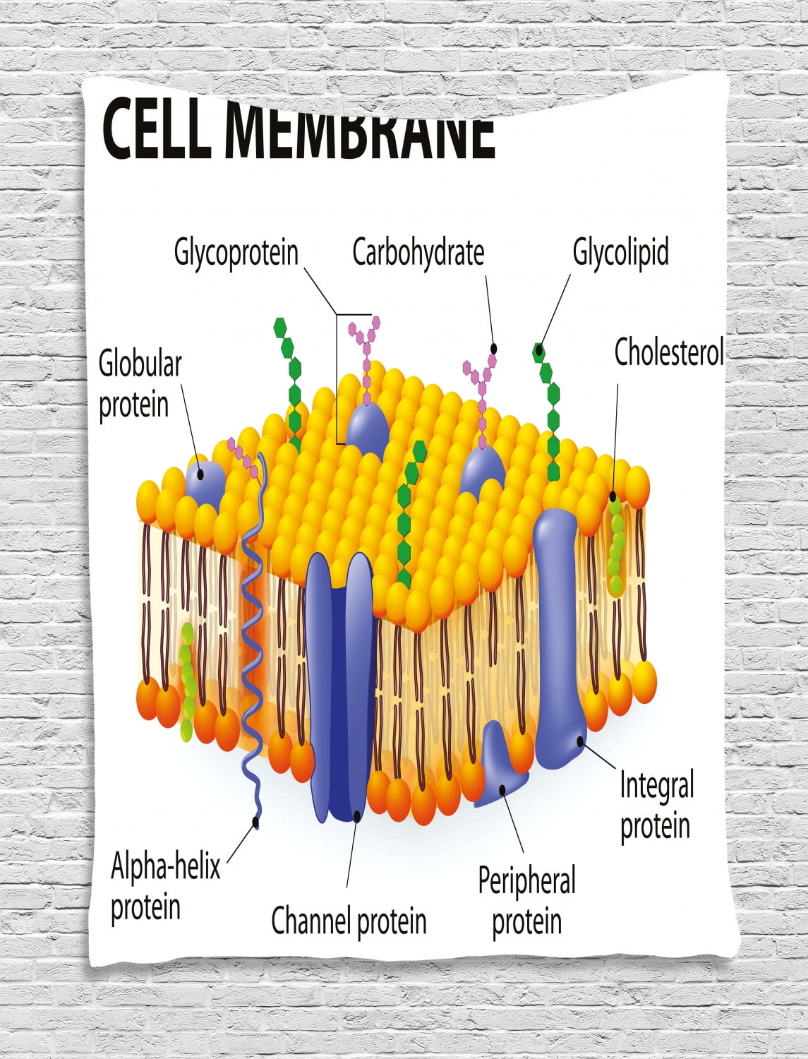 Cell Membrane Layers Simple Functions And Diagram