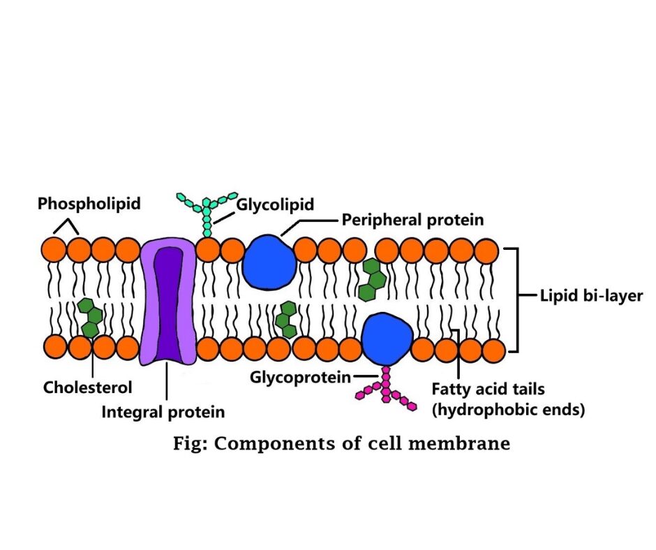 Cell Membrane Parts And Functions Explore All Best Results Updated 2022