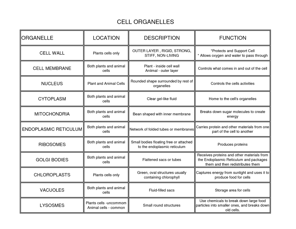 Cell Organelles Coloring Function Worksheet Course Hero