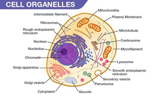 Cell Organelles Structure Types And Their Functions