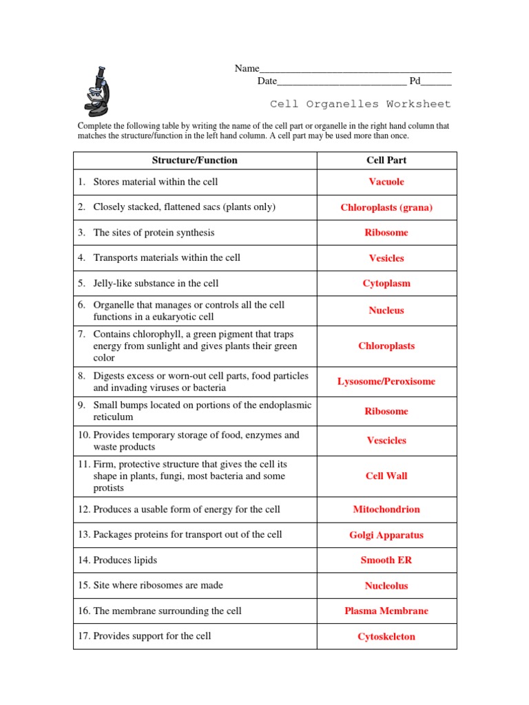 Cell Organelles Worksheet Doc Answer Key