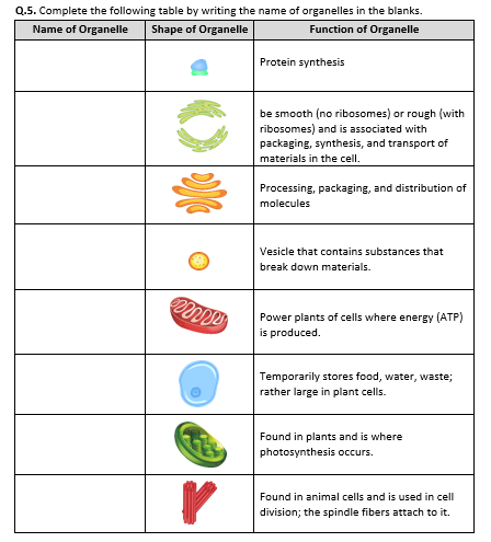 Cell Organelles Worksheets High School