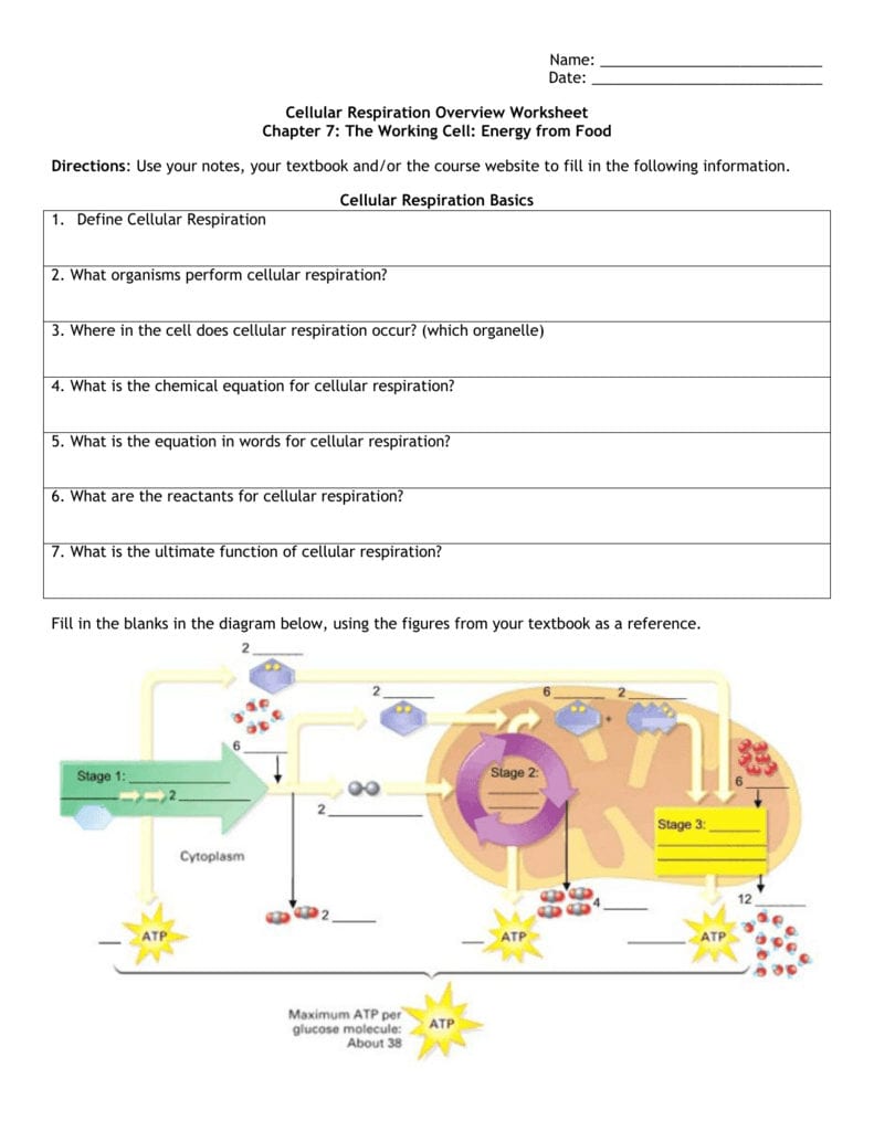 5 Ways to Master Cell Respiration in Biology Class