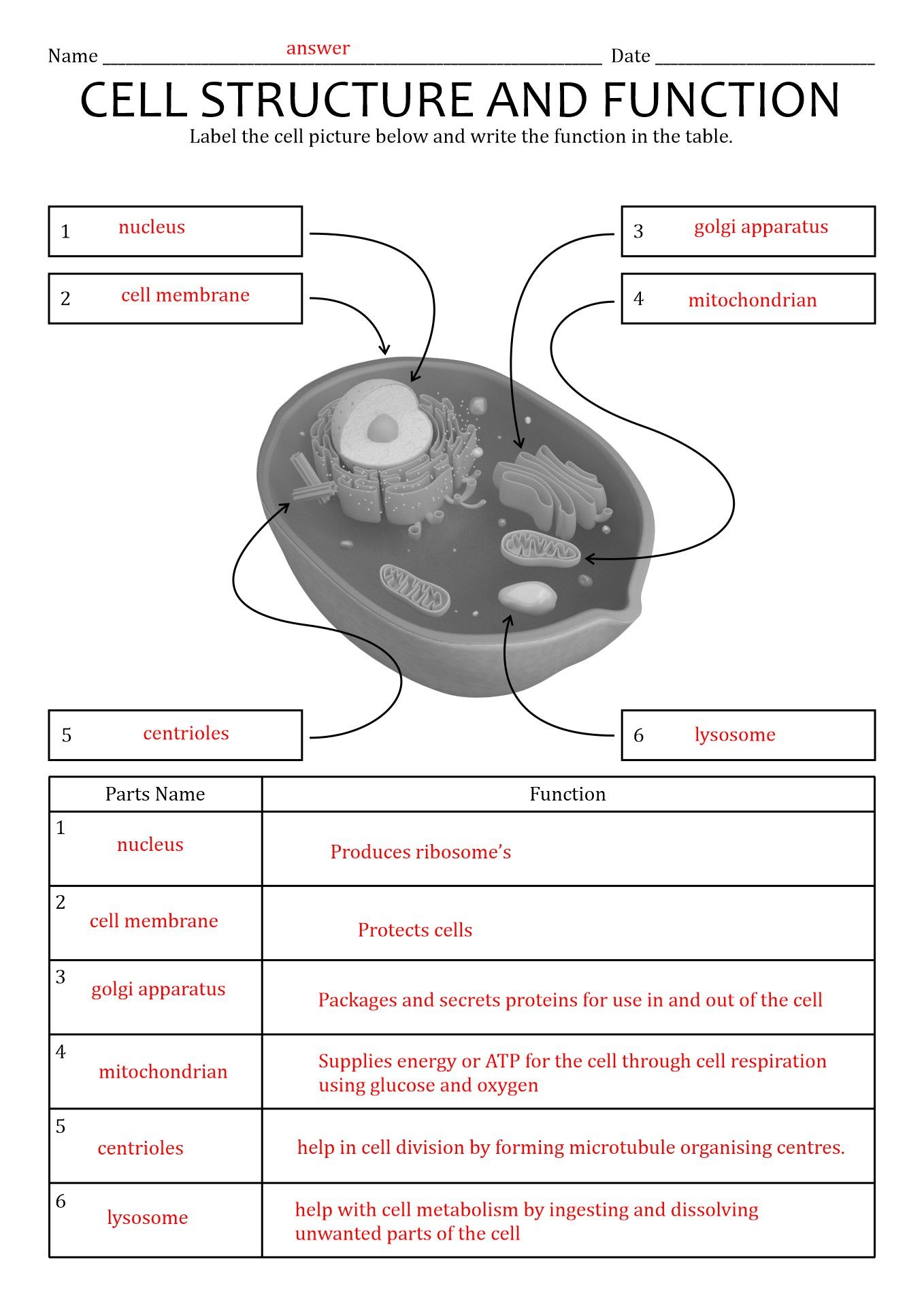 Cell Structure And Function Worksheet E Street Light