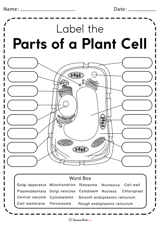 Cell Structure Worksheets Answer Key