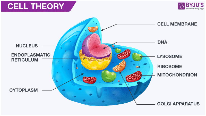 Cell Theory