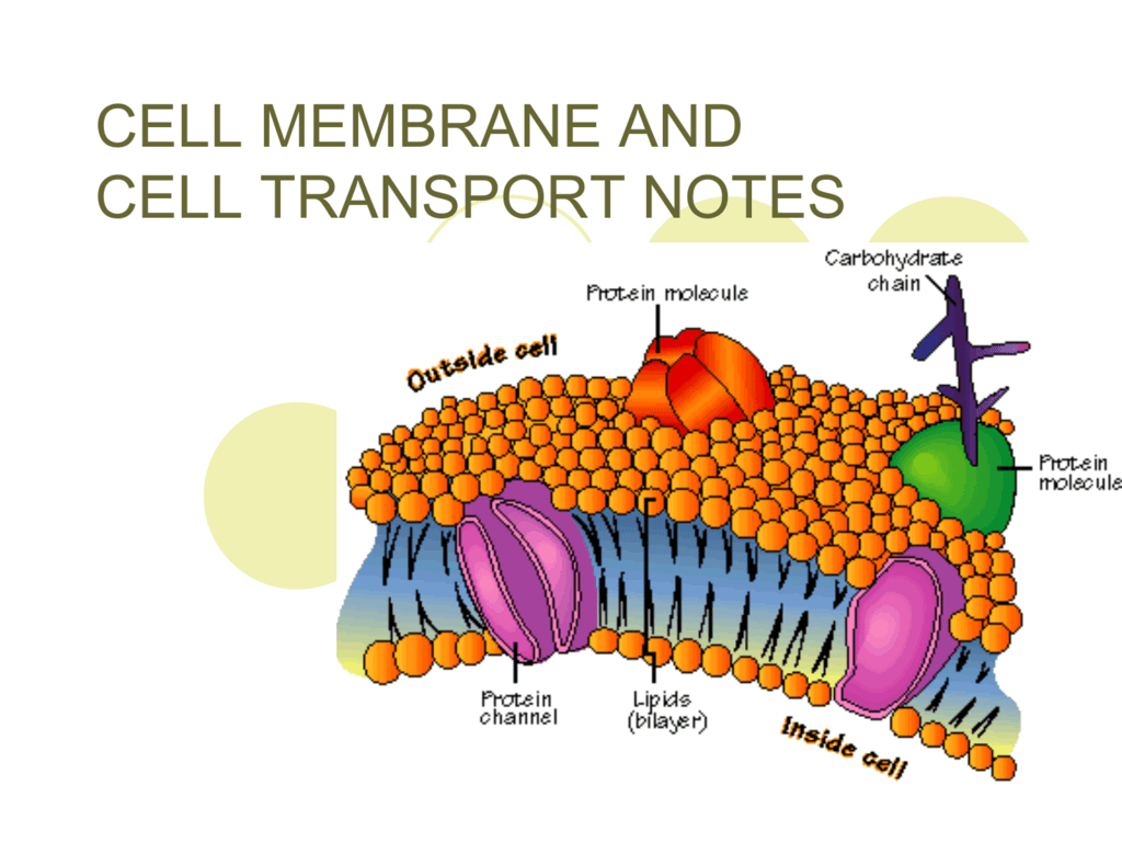 Cell Transport Cell Plasma Membrane Ppt Download