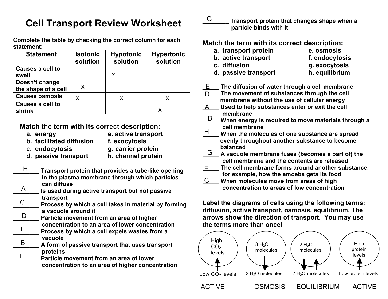 Cell Transport Review Worksheet Pdf