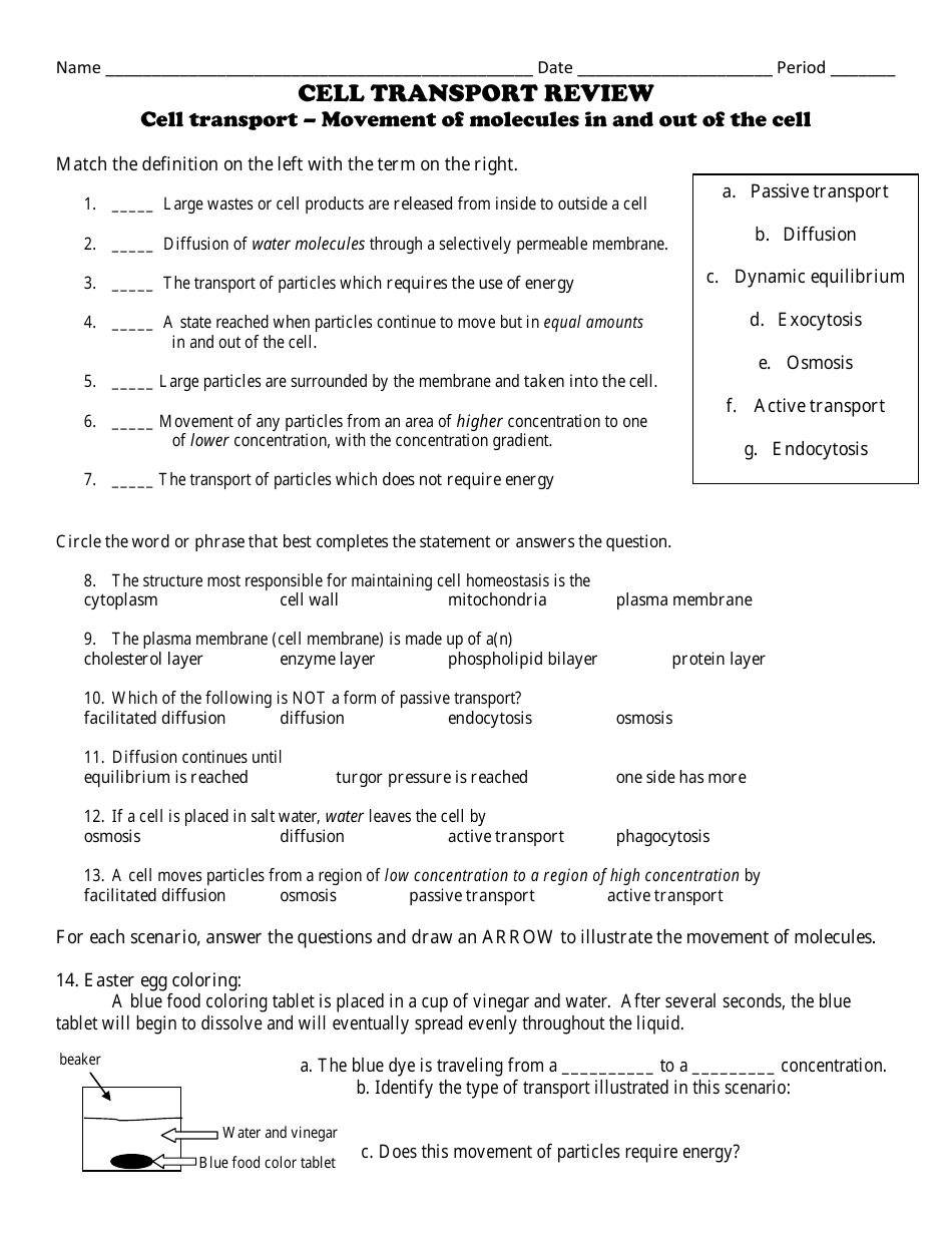 Cell Transport Worksheet Pdf