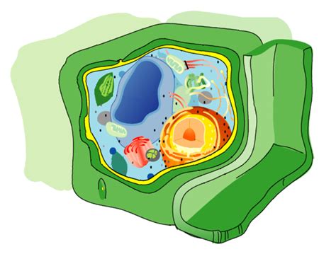 Cell Wall Wikipedia