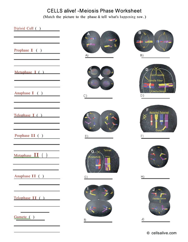 Cells Alive Meiosis Phase Worksheet Printable Word Searches