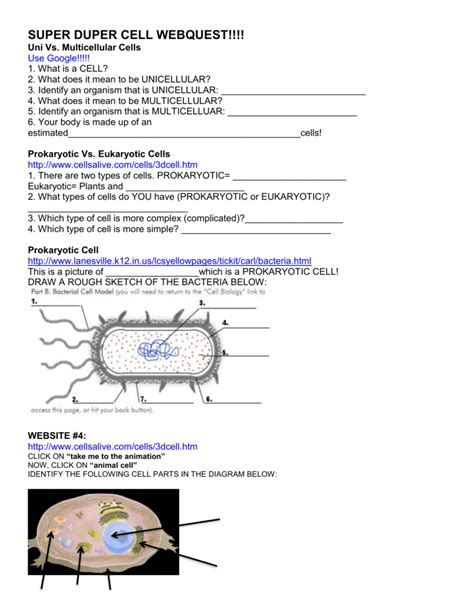 Cells Alive Plant Answer Key