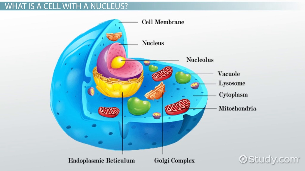 Cells Nucleus Membrane Bound Organelles Is The Nucleus An Organelle